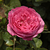 Ružová - Nostalgická ruža - Chantal Mérieux